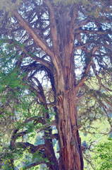 Juniperus semiglobosa