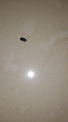 Tenebrionidae
