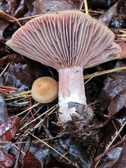 Lactarius subpurpureus
