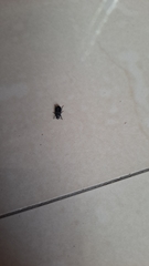 Tenebrionidae