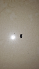 Tenebrionidae