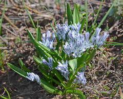 Fessia puschkinioides