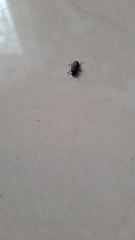Tenebrionidae