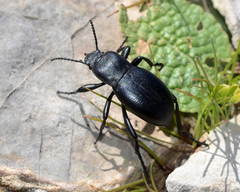 Prosodes angustipleuris