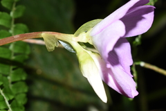 Monolena primuliflora