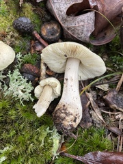 Tricholoma palustre