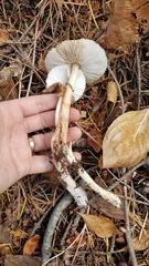 Leucoagaricus flammeotinctoides