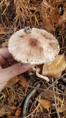 Leucoagaricus flammeotinctoides