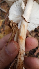 Leucoagaricus flammeotinctoides