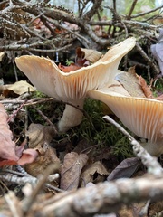 Hygrophorus