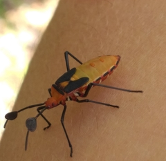 Galaesus hasticornis