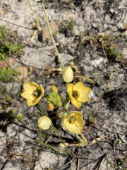 Ornithogalum dubium