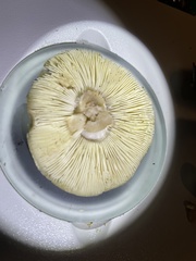 Tricholoma palustre
