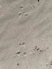 Ammospermophilus leucurus