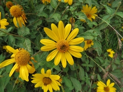 Aldama helianthoides