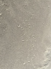 Ammospermophilus leucurus