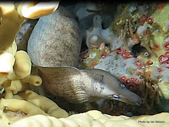 Gymnothorax nubilus