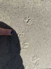 Ammospermophilus leucurus