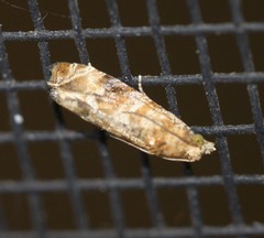 Lobesia physophora