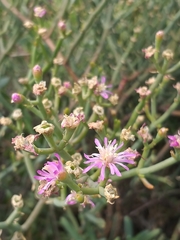 Mesembryanthemum junceum