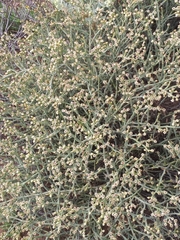 Mesembryanthemum junceum