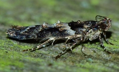 Telphusa sedulitella