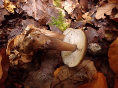 Rhodocollybia asema