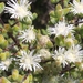 Drosanthemum praecultum - Photo 由 kevin koen 所上傳的 (c) kevin koen，保留部份權利CC BY-SA