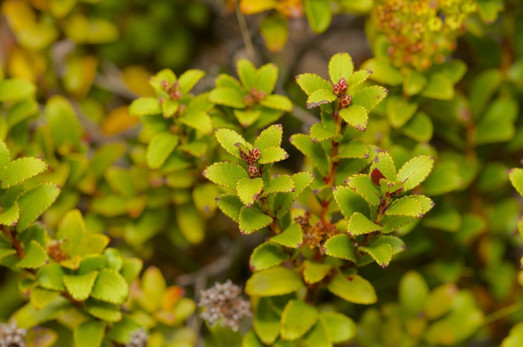 Scarlet snowberry
