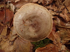 Lactarius fluens
