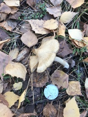 Inocybe sindonia