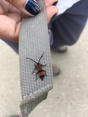 Pteroplatus