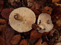 Lactarius fluens