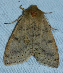 Orthosia arthrolita