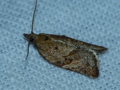 Argyrotaenia franciscana
