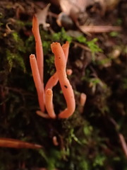 Clavaria rosea