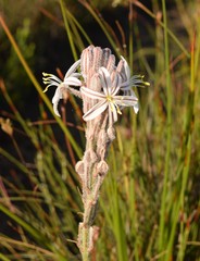 Trachyandra hirsutiflora