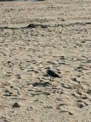 Leucophaeus atricilla