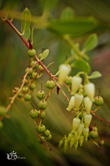 Agarista pulchella