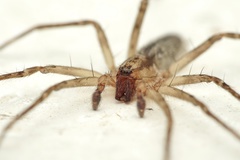 Anyphaena alboirrorata