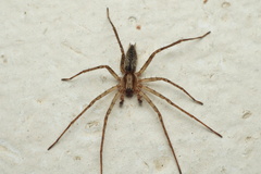 Anyphaena alboirrorata