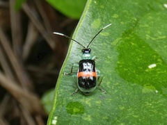 Paratriarius