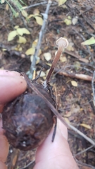 Auriscalpium vulgare