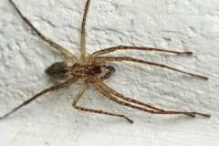 Anyphaena alboirrorata