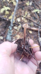 Auriscalpium vulgare