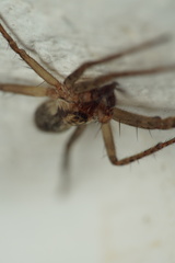 Anyphaena alboirrorata