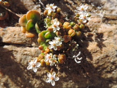 Pharnaceum cordifolium