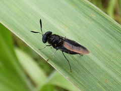 Hoplitimyia subalba