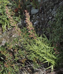 Liatris helleri