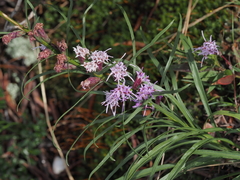 Liatris helleri